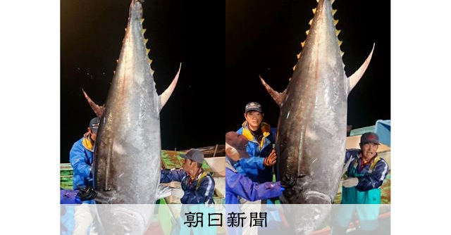 神海60号(500m) 新品：巨大クロマグロ用 AS20260324003506_comm.jpg