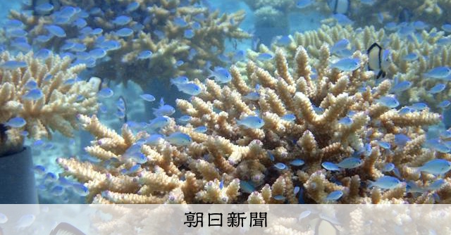池袋で育てたサンゴ再び沖縄の海へ 「ひと夏で失われる悔しさ」糧に