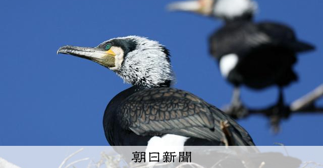 カワウが卵を温めても孵化させない　広がる食害、繁殖抑制に「秘策」