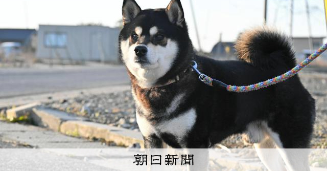 いとしさ知った、飼い犬ケンシロウのいない朝　再会しても戻らぬ日常
