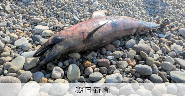 鳥取県琴浦町の海岸にイルカの死骸、骨格標本に活用へ カマイルカか