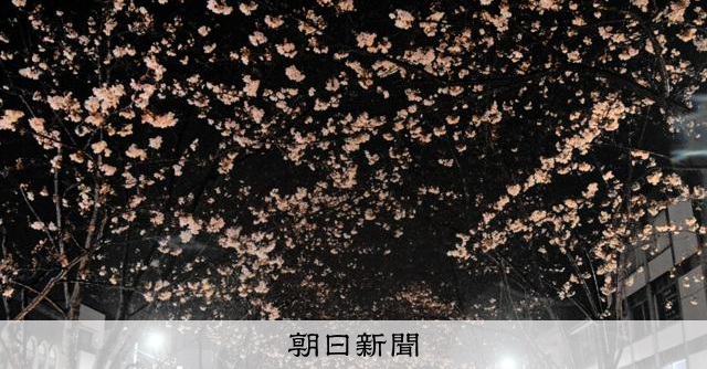 夜桜のアーチ 源頼朝ゆかりの鎌倉・鶴岡八幡宮の参道で [神奈川県