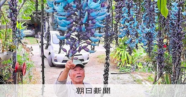 ブルーが映える植物ヒスイカズラ、沖縄・名護市の民家で気高く開花