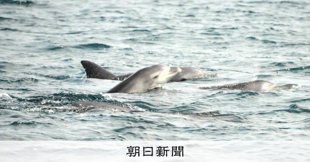 イルカが不漁の原因？　「疑い」晴らして共生へ　熊本・天草市が調査 
 
「イルカの聖地」として知られる熊本県天草市が、人工衛星を使ったイルカの生態調査に乗り出す。これまでの目視調査に加え、衛星データで潮流などとの関係を分析し、海洋環境の保護につなげる狙いだ。