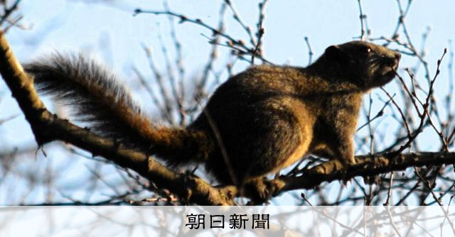 タイワンリス捕獲、神奈川で最多1万3千匹　果樹や電線かじる被害 
 
果樹や電線をかじるなどの被害が報告されている特定外来生物「タイワンリス」の捕獲数が急増している。今年度は2024年度に捕獲実績のあった県内9自治体で、前年度を約4割上回る1万3千匹に上った。