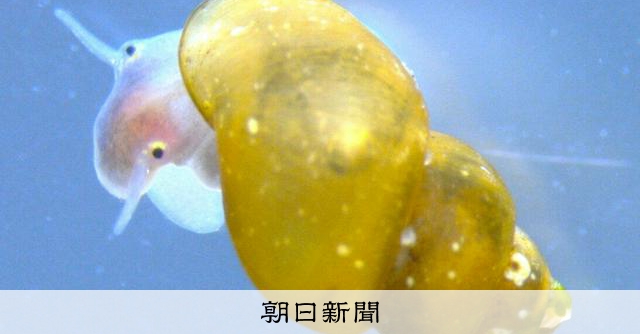 RT @asahicom: 西表島で未知の巻き貝発見　発表まで6年、「死の貝」ではないと確認
 

希少な生き物とはいえ、人への健康リスクも確認しなければ、風評被害を招き、西表島の人やこの貝にも大きな迷惑をかけることになる――。…