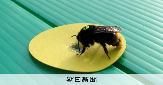 RT @asahicom: ハチも先客を気にする、18年越し解明　花には「逆転のチャンス」か