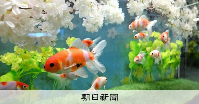 水中でもお花見 名前に「桜」が付いた金魚がアクア・トトぎふに登場