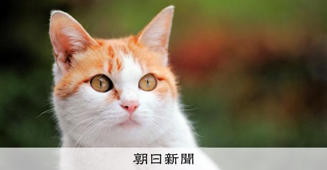 高校時代、ネコを初めて抱き涙　岩合光昭さんが動物写真家になるまで