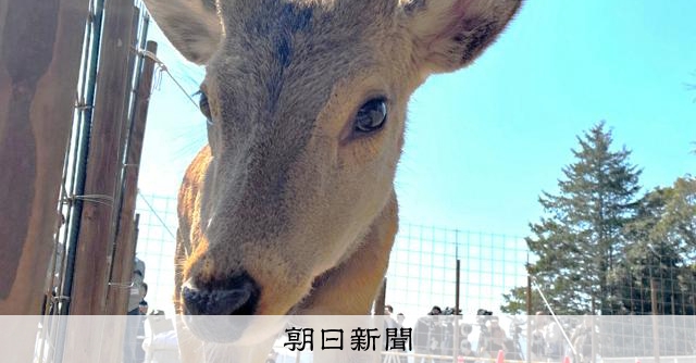 君の名は「シカやん」　大阪市内で保護されたシカ、能勢温泉で命名式 
 
3月下旬に大阪市内の市街地に出没し、大阪府北部・能勢町の宿泊施設「能勢温泉」に移送されたシカの命名式が3日、同温泉であった。名前は「シカやん」に決定。記念にシカせんべいなどが贈られた。