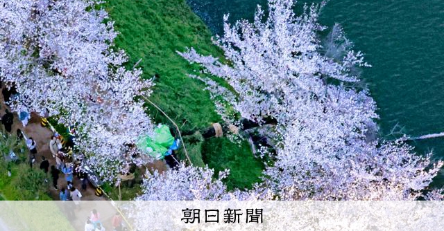 花見シーズンに相次ぐ倒木　専門家が注目する三つの危険なサインとは