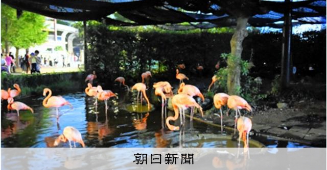 夜の動物園で新たな体験を！上野動物園が夜間開園