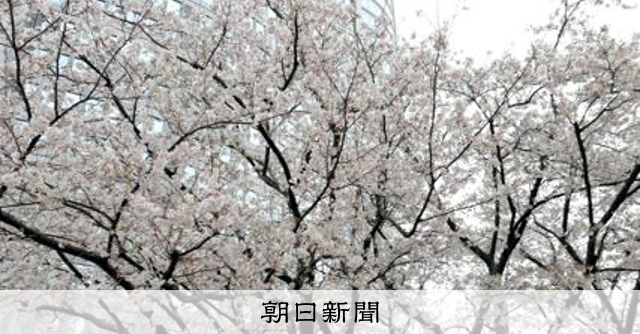 六本木ヒルズで春まつり！桜を楽しむ特別公開イベント