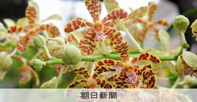 絶滅危惧種が甘い香り放つ イリオモテラン、石垣で開花 [沖縄県]：朝日新聞