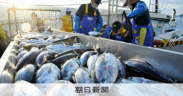 カツオの眼球を分析、見えた回遊ルート　マグロの資源管理に活用も