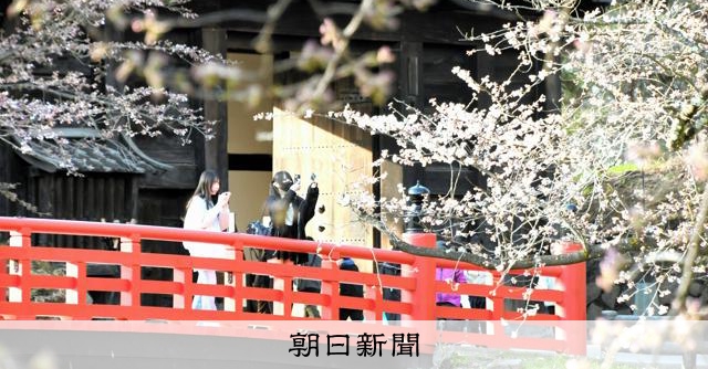 早まる桜の開花、GWには葉桜に　弘前の名所、「代役」立て集客狙う 
 
桜の名所として知られる青森県弘前市で桜の早咲きが止まらない。