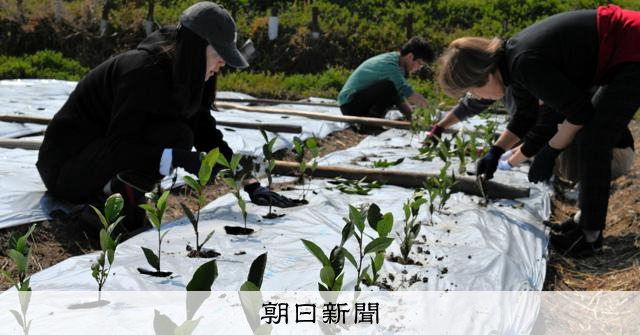 お茶で健康を考える阪南市の新プロジェクト