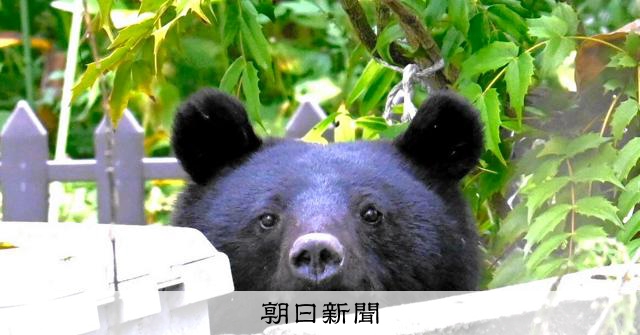 秋田でクマ警報を発令　4月の目撃件数、昨年比3.4倍 
 
秋田県は14日、県内全域に発令している「ツキノワグマ出没注意報」を「警報」に切り替えた。目撃件数が増え続けていることから、あらためて注意喚起しクマ対策を呼びかけている。発令期間は5月末まで。