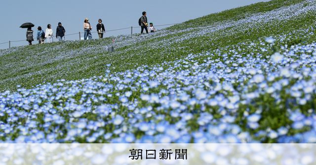 「1年寝かせて過去一きれい」　大阪・舞洲でネモフィラ祭り開催 
 
大阪まいしまシーサイドパーク（大阪市此花区）で「ネモフィラ祭り2026」が始まり、家族連れやカップルなどが散策を楽しんでいた。