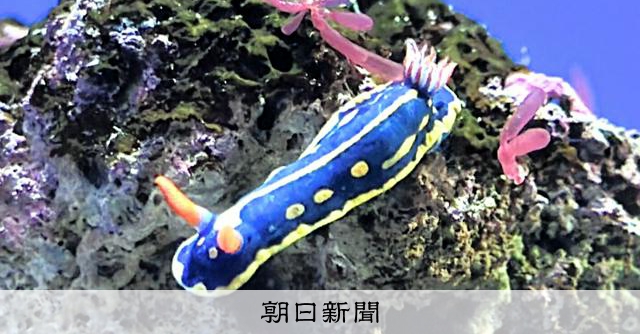 「海の宝石」ウミウシの生態知ろう 高知・足摺海洋館で企画展 [高知県]：朝日新聞