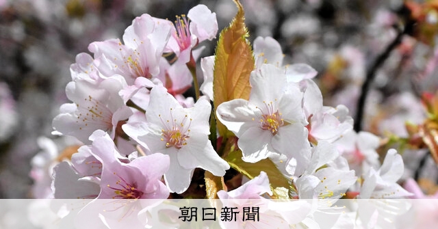 古墳に守られ…サクラ「新品種」 「王塚姫桜」、伐採や交雑免れ 神戸