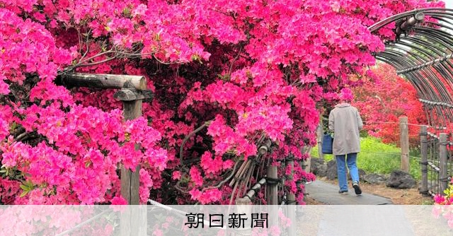 ツツジが見ごろ、色とりどりの約100品種1万本 群馬・館林 [群馬県