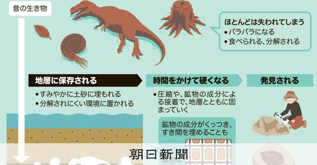 化石はどうやってできるの？　すみやかに埋もれ、地中の成分がかぎに
