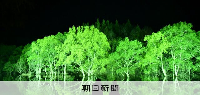 幻想的な水没林のライトアップ体験を楽しむ方法