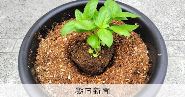 ベランダで楽しむハーブ栽培　初心者向きのバジル、高温多湿でもOK