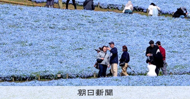 空へと続く ネモフィラ見頃 茨城：朝日新聞