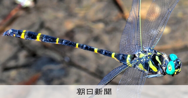 青い眼の「オニヤンマ」、新種だった 奄美・沖縄で独自に進化：朝日新聞