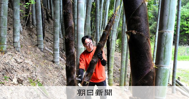 桑名悩ます放置竹林、純国産メンマで解決狙う NPOと食品加工会社 [三重