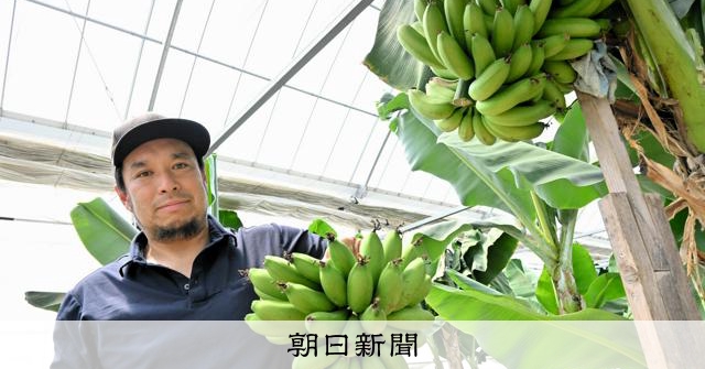 道の駅で誕生した「まえばしバナナ」を新名物に 日本一暑い群馬で