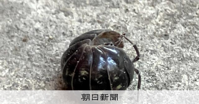 ダンゴムシの殻、石を食べ「ムキムキ」に？　元野球部員が卒論で検証