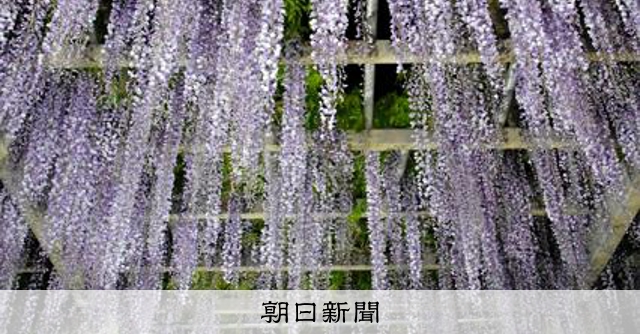 藤岡市のふじまつり、幻想的なライトアップを楽しもう