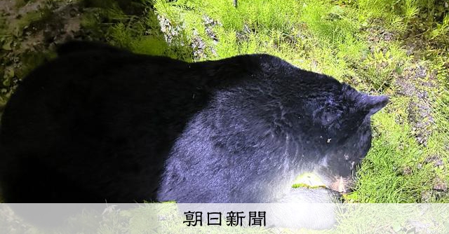 仙台中心部のクマ、緊急銃猟の舞台裏　5mまで接近、ドローンで援護