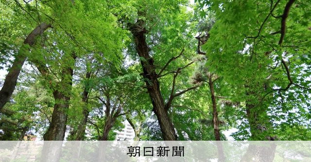 RT @asahicom: イチョウと気づいた瞬間「背筋がぞっとした」　爆心地に傾く被爆樹木


「被爆者なき後の被爆証言者」と言われ、広島と長崎に生き残る被爆樹木。

広島ではその多くが爆心地に向かって傾いています。いったいなぜな…