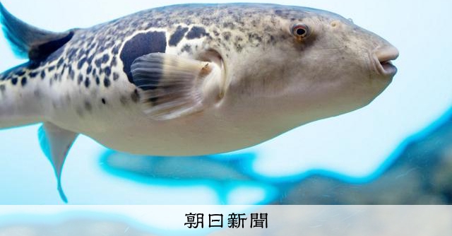猛毒を持つ「フグ」人はいつ食べ始めたのか　過去には禁止の時代も