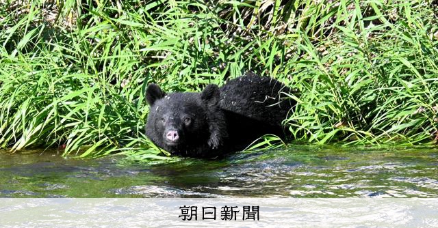 【社説】クマ被害相次ぐ　外出先の出没情報、こまめにチェックを