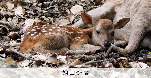今年初めての子鹿誕生を確認 愛護会「離れて見守って」 奈良公園 [奈良県]：朝日新聞