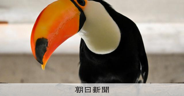 新成員巨嘴鳥徵名中，至10日止