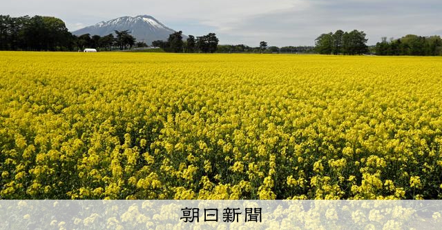 満開の菜の花、9日に一般公開 盛岡 [岩手県]：朝日新聞