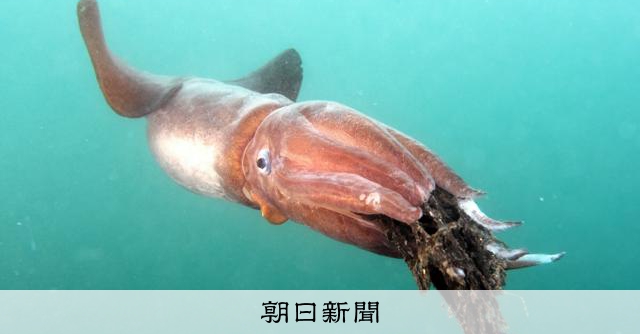 「幻の巨大イカ」に遭遇　北海道・知床沖泳ぐ「ササキテカギイカ」 
 
北海道・知床半島の羅臼町沖で9日、「幻の巨大イカ」と呼ばれる「ササキテカギイカ」に遭遇した。全長は約1メートル。水中で目の当たりにすると、その大きさに圧倒される。泳ぎはゆっくり。