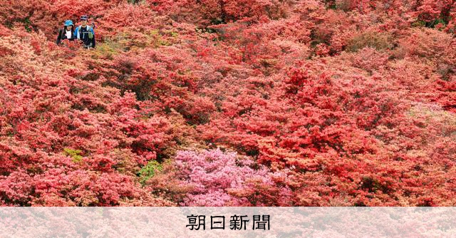 葛城山百萬株紅杜鵑盛開 染紅山肌美景如畫