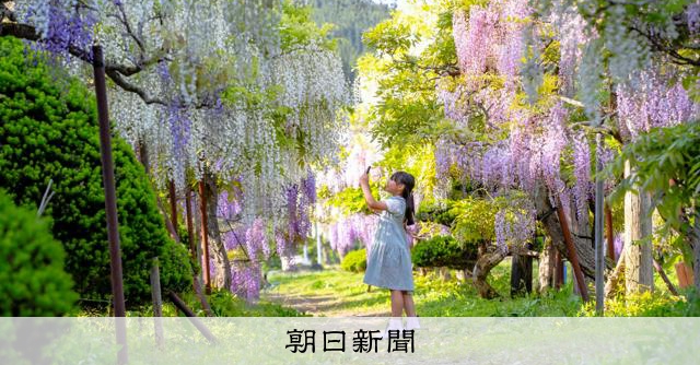 豪雪被害「藤源郷」来て見て支援を 秋田の十ノ瀬藤の郷、16日開園