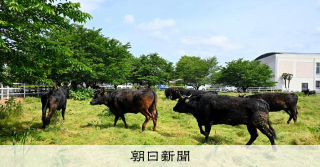 和牛育成の新しい形！放牧がもたらす未来