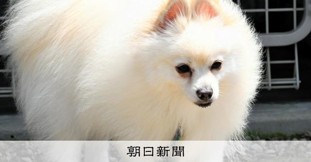 警察犬として活躍するポメラニアンの新たな挑戦