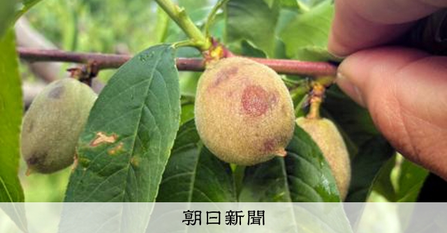 献上桃に打撃、福島県北部に降ったひょうで被害　JAが対策本部 
 
13日に福島県北部に降ったひょうの影響で、「献上桃」の産地桑折町や国見町、伊達市などでモモなどの果実を中心に11品目の実に穴が開くなどの被害が出た。