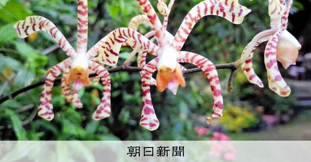 絶滅危惧種のイリオモテラン、民家で開花 沖縄・名護市 [沖縄県]：朝日新聞