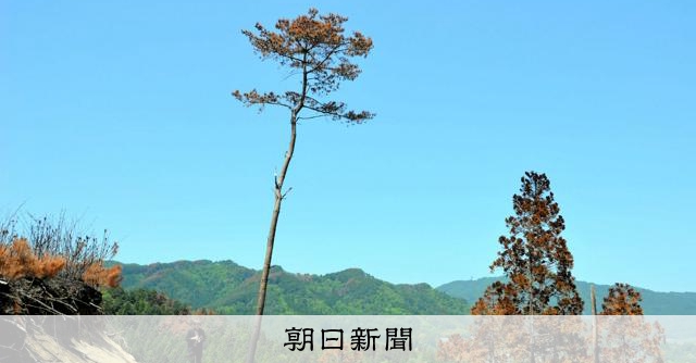 岩手大槌山火災後現「倖存孤松」 酷似陸前高田「奇蹟之松」